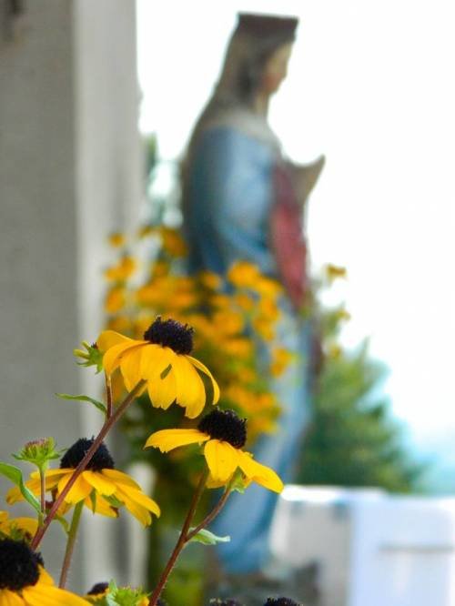 Proslava Velike Gospe u Šibovima