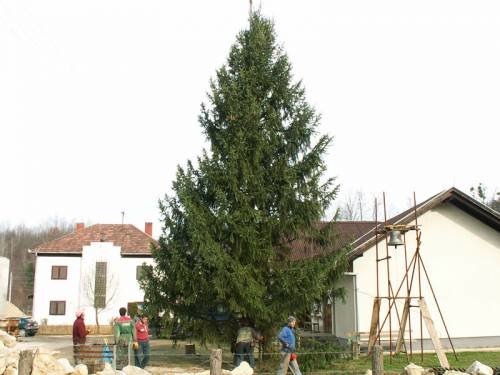 Postavljen je bor za Božić u dvorištu visok 15 m